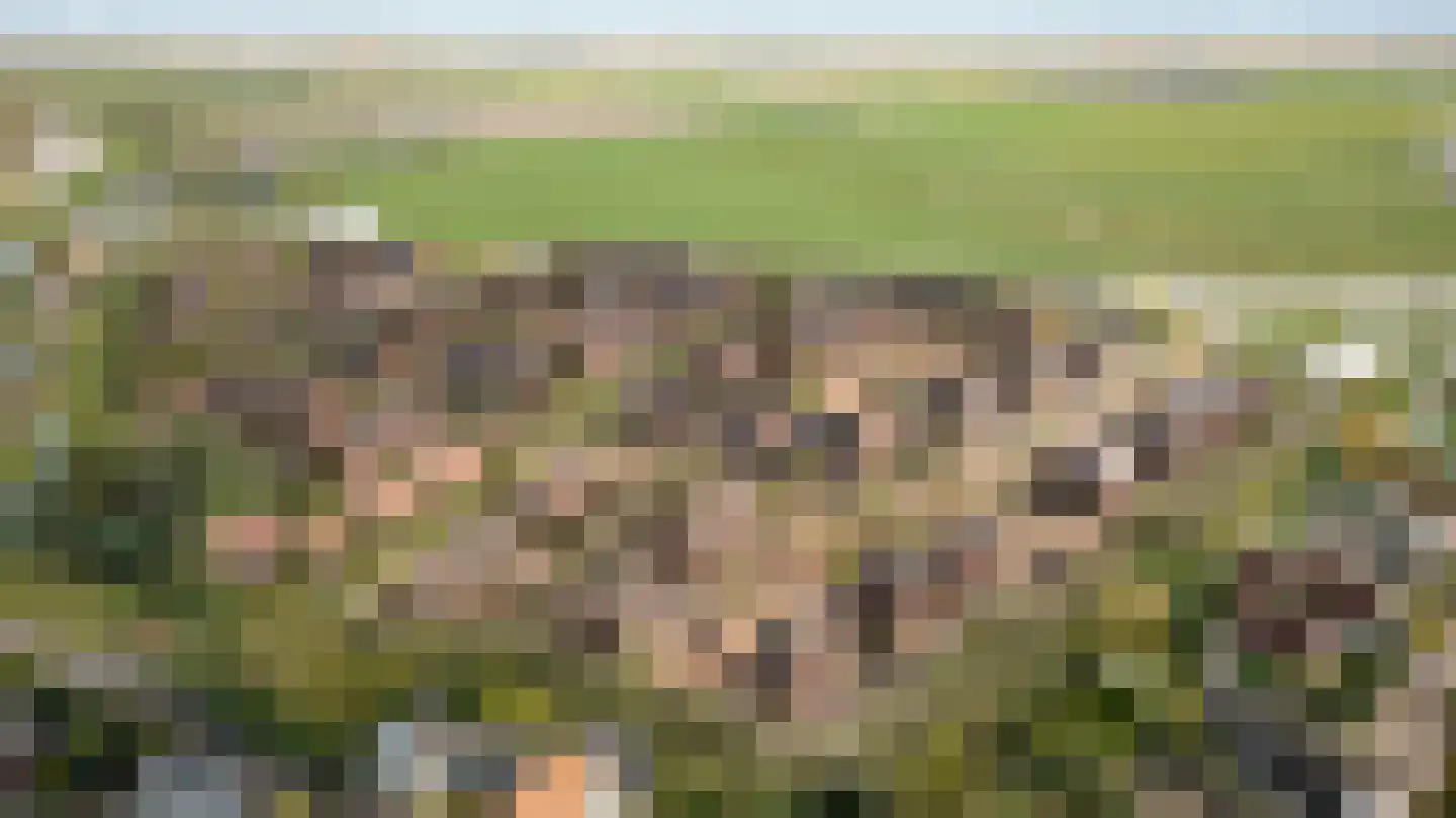 Vinkekooi 8 Strijen thumbnail 11