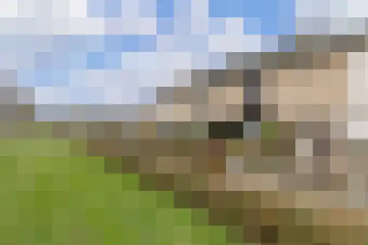 Vinkelaan 221 Helmond thumbnail 36