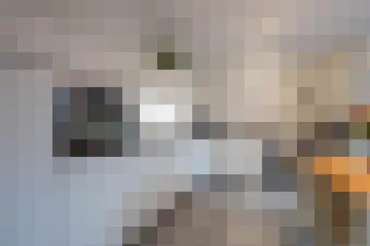 Vinkenstraat 94 Heythuysen thumbnail 8