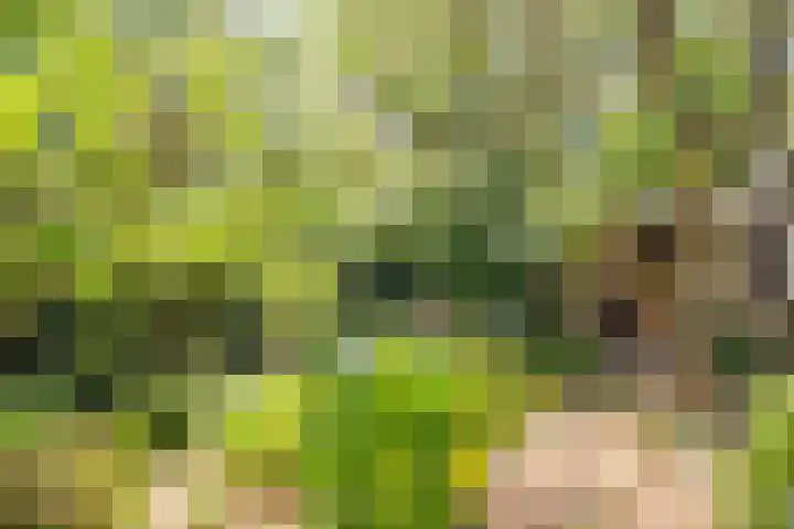 Vinkeslag 4 Boskoop thumbnail 30