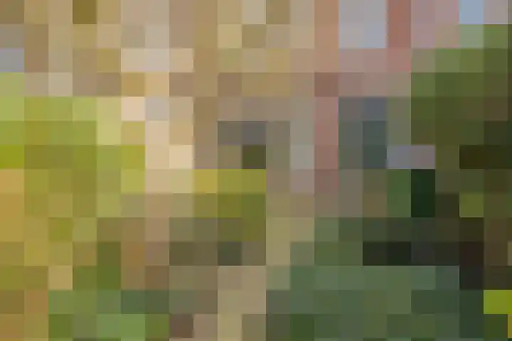 Vinkstraat 43 Breda thumbnail 42