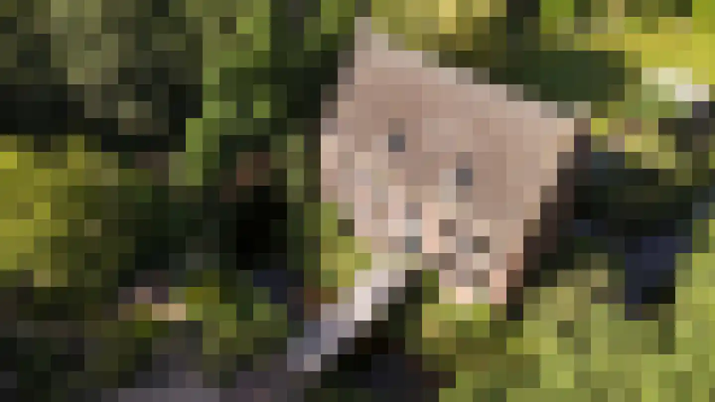 Vinkwijk 4 Zeddam thumbnail 46