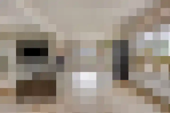 Vinkwijkseweg 9 Zeddam thumbnail 15
