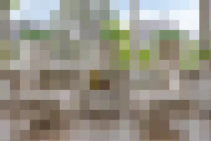 Vinkwijkseweg 9 Zeddam thumbnail 4