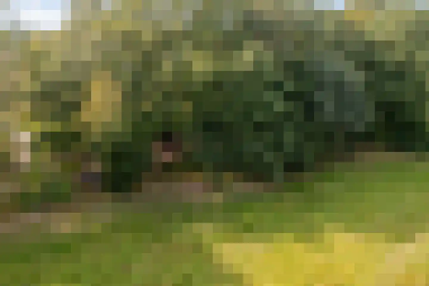 Violenstraat 106 Ommen thumbnail 46