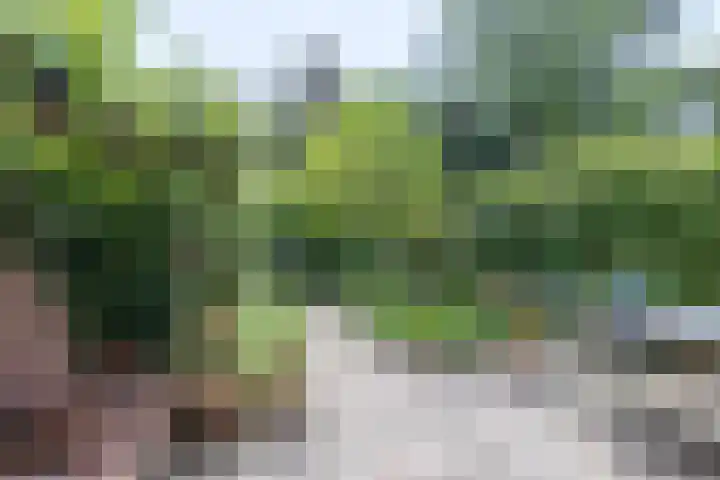 Violenstraat 26 Winsum thumbnail 49