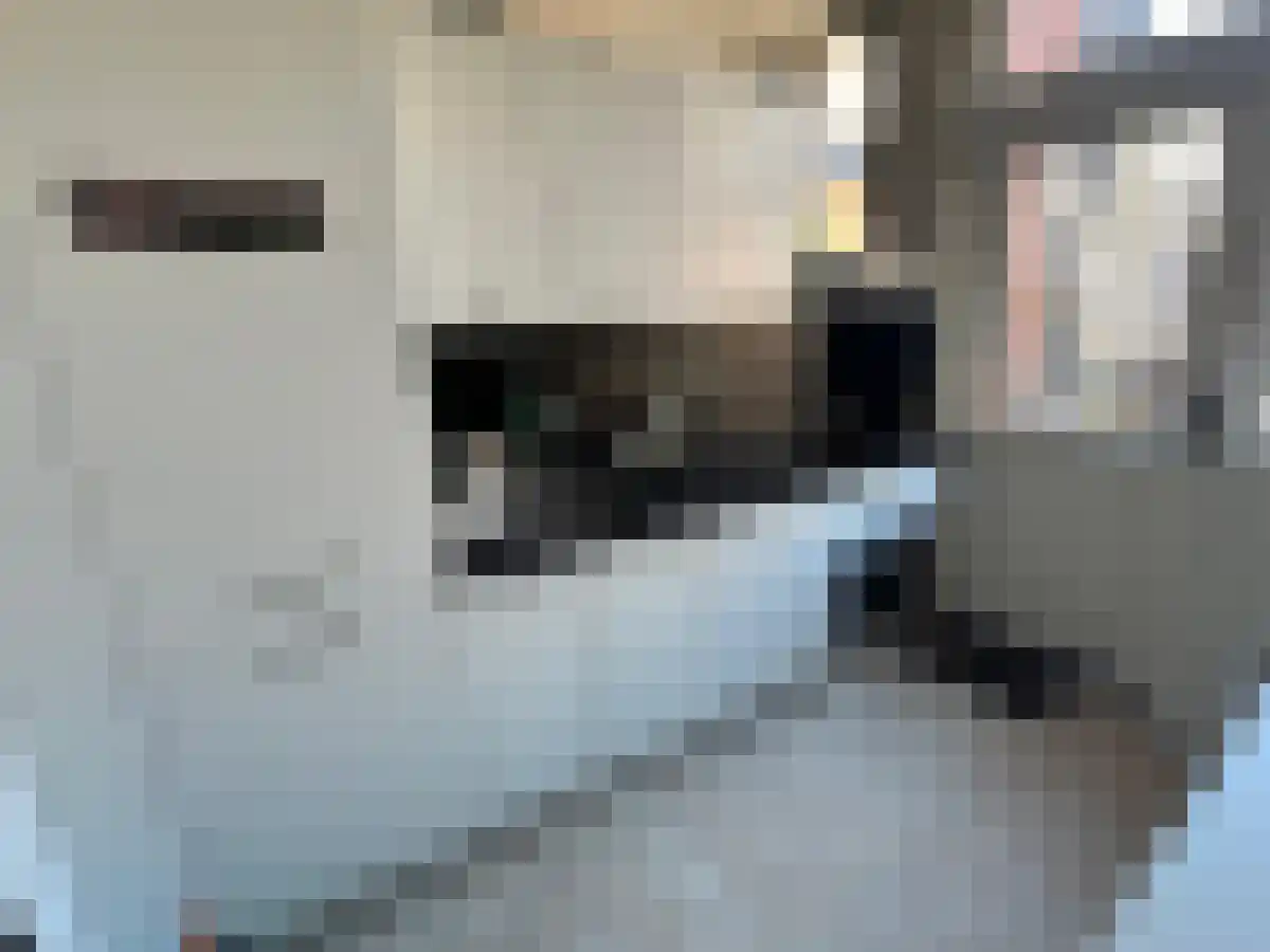 Violenstraat Groningen thumbnail 5