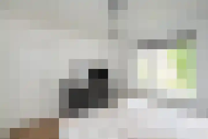 Violenweg 20 Zwolle thumbnail 21