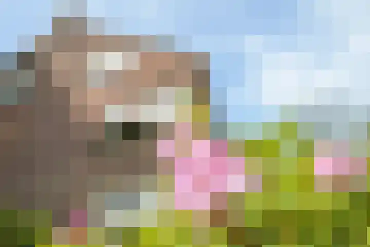 Violenweg 4 A Den Haag thumbnail 5