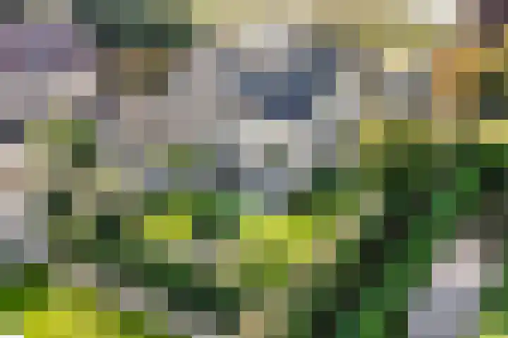 Violier 17 Grave