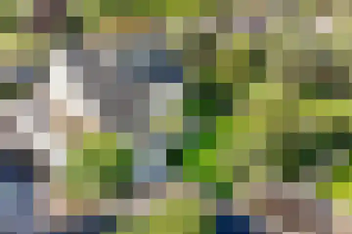 Violier 17 Grave thumbnail 43