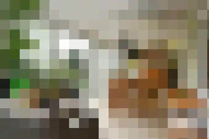 Violier 17 Haelen thumbnail 11