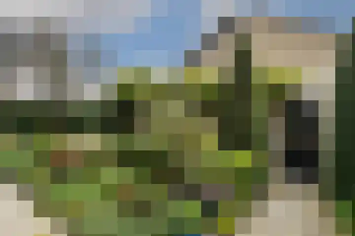 Violier 17 Haelen thumbnail 23