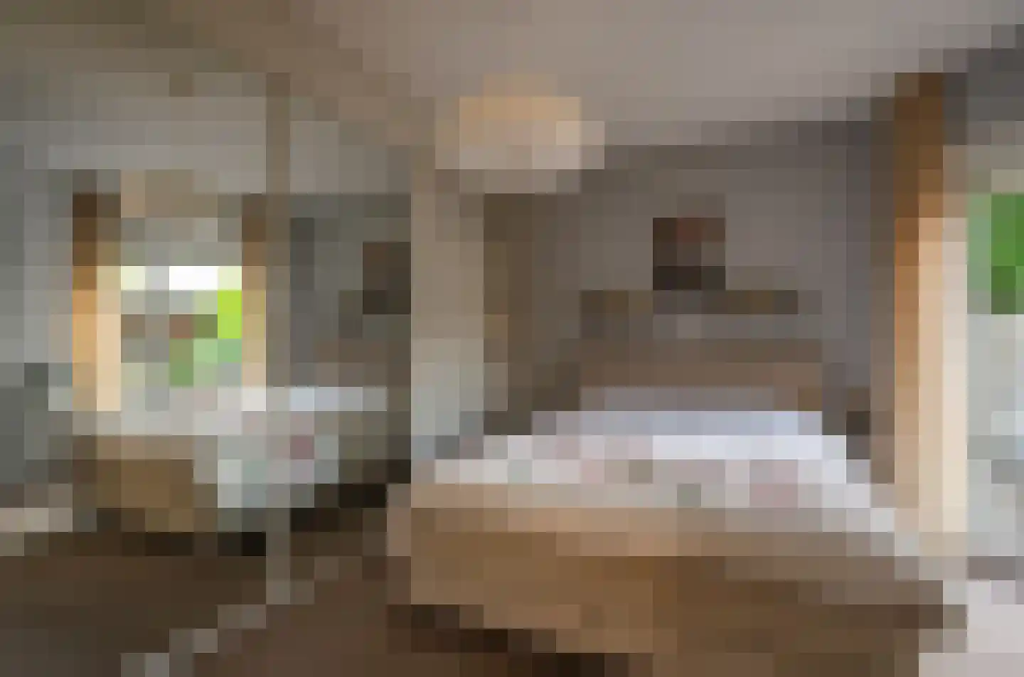 Violier 7 Hoogeveen thumbnail 6