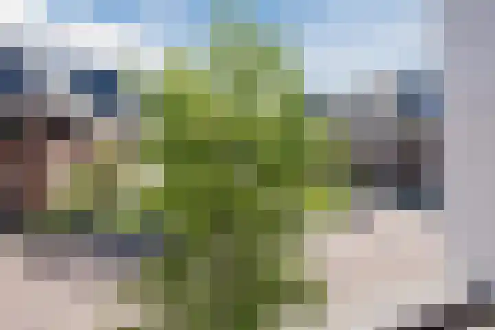 Violierstraat 42 Eindhoven thumbnail 30