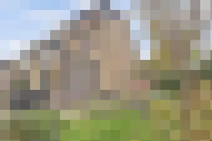 Viool 33 De Lier thumbnail 31