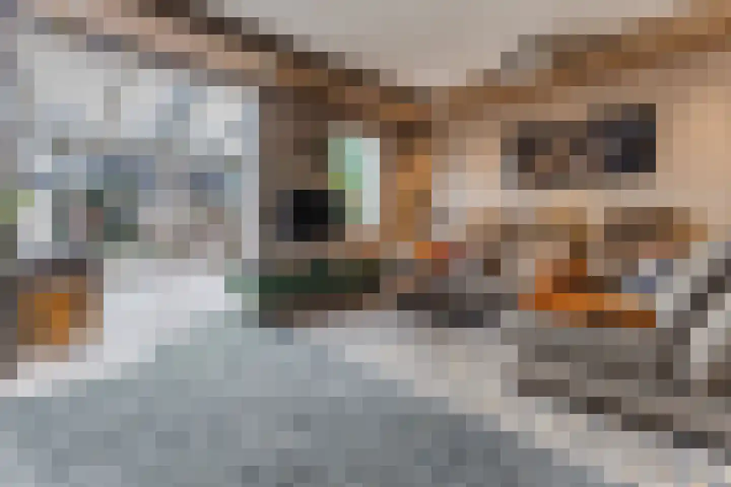 Viool 44 De Lier foto 2