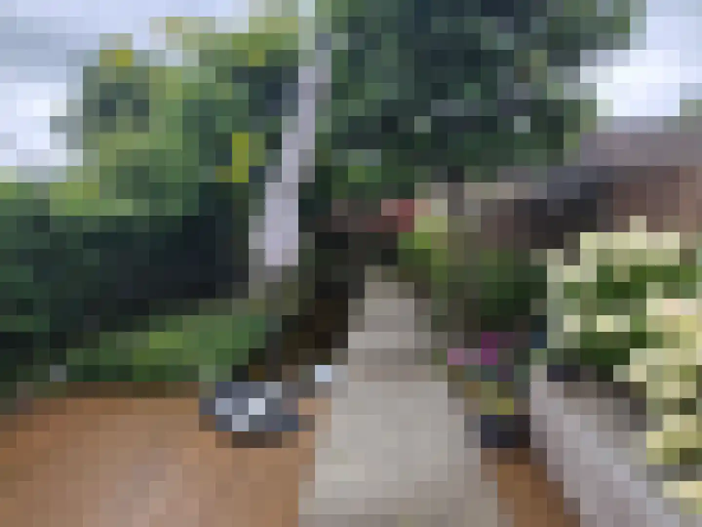Viool 44 De Lier thumbnail 6