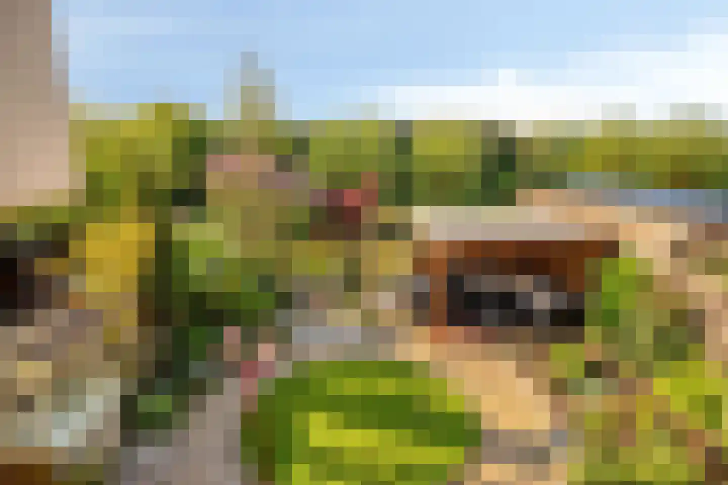 Viool 66 De Lier thumbnail 25