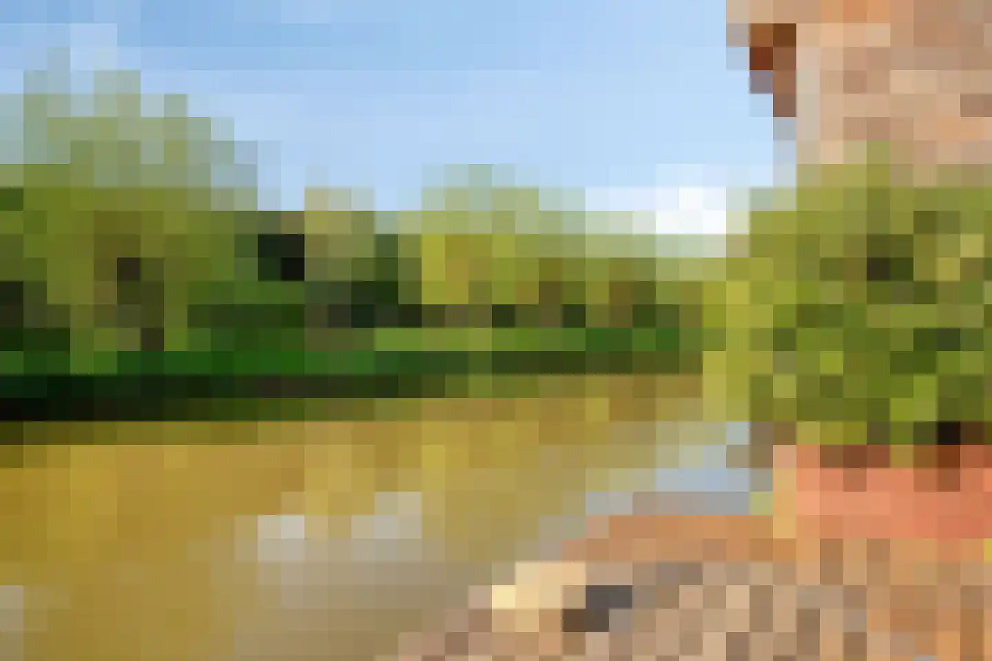 Viool 66 De Lier thumbnail 30