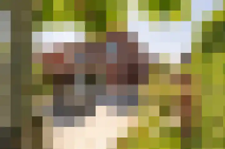 Viool 7 Oud-Beijerland thumbnail 41