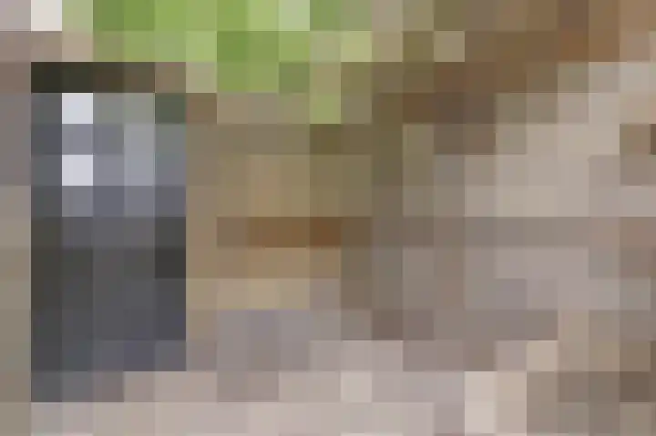 Viool 84 De Lier thumbnail 32