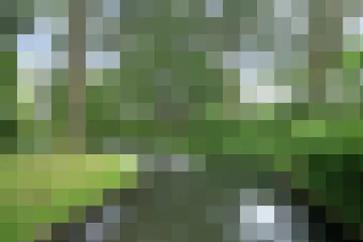 Vioolerf 14 's-Gravendeel thumbnail 34