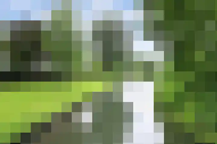 Vioolerf 14 's-Gravendeel thumbnail 36