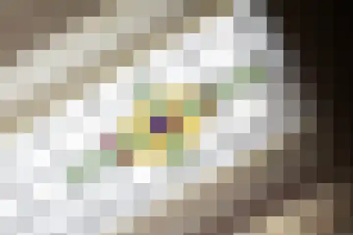 Viottakade 37 Dordrecht thumbnail 9