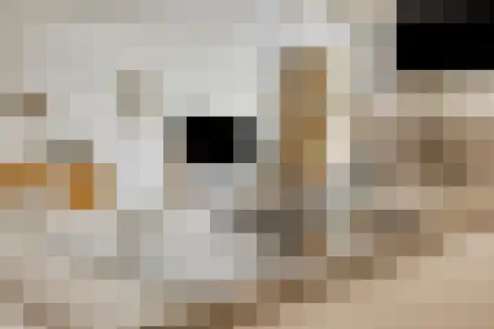 Virmundtstraat 29 Gemert thumbnail 21