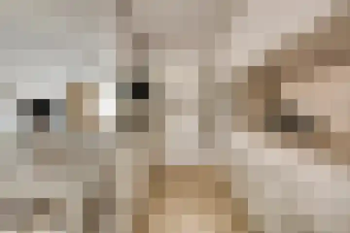 Virmundtstraat 29 Gemert thumbnail 4