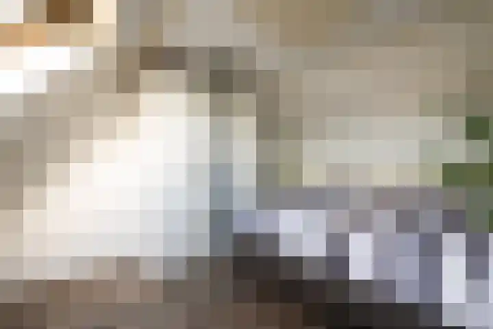 Visarend 15 Bergen op Zoom thumbnail 22