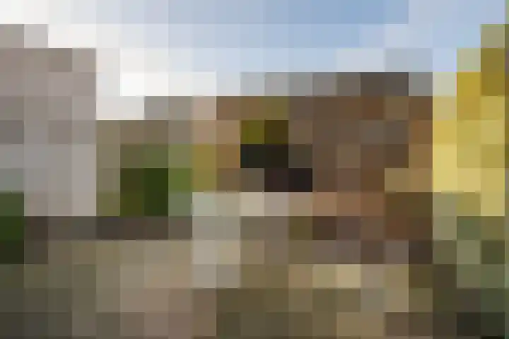 Visarend 15 Bergen op Zoom thumbnail 29