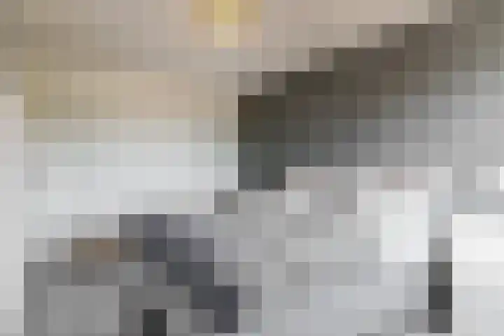 Visarend 26 Tollebeek thumbnail 19