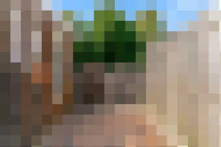 Visarend 26 Tollebeek thumbnail 31