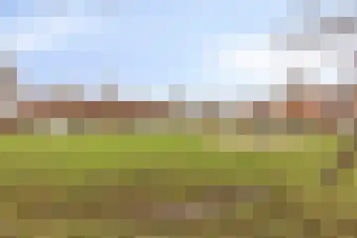Visarend 37 Bergen op Zoom thumbnail 47