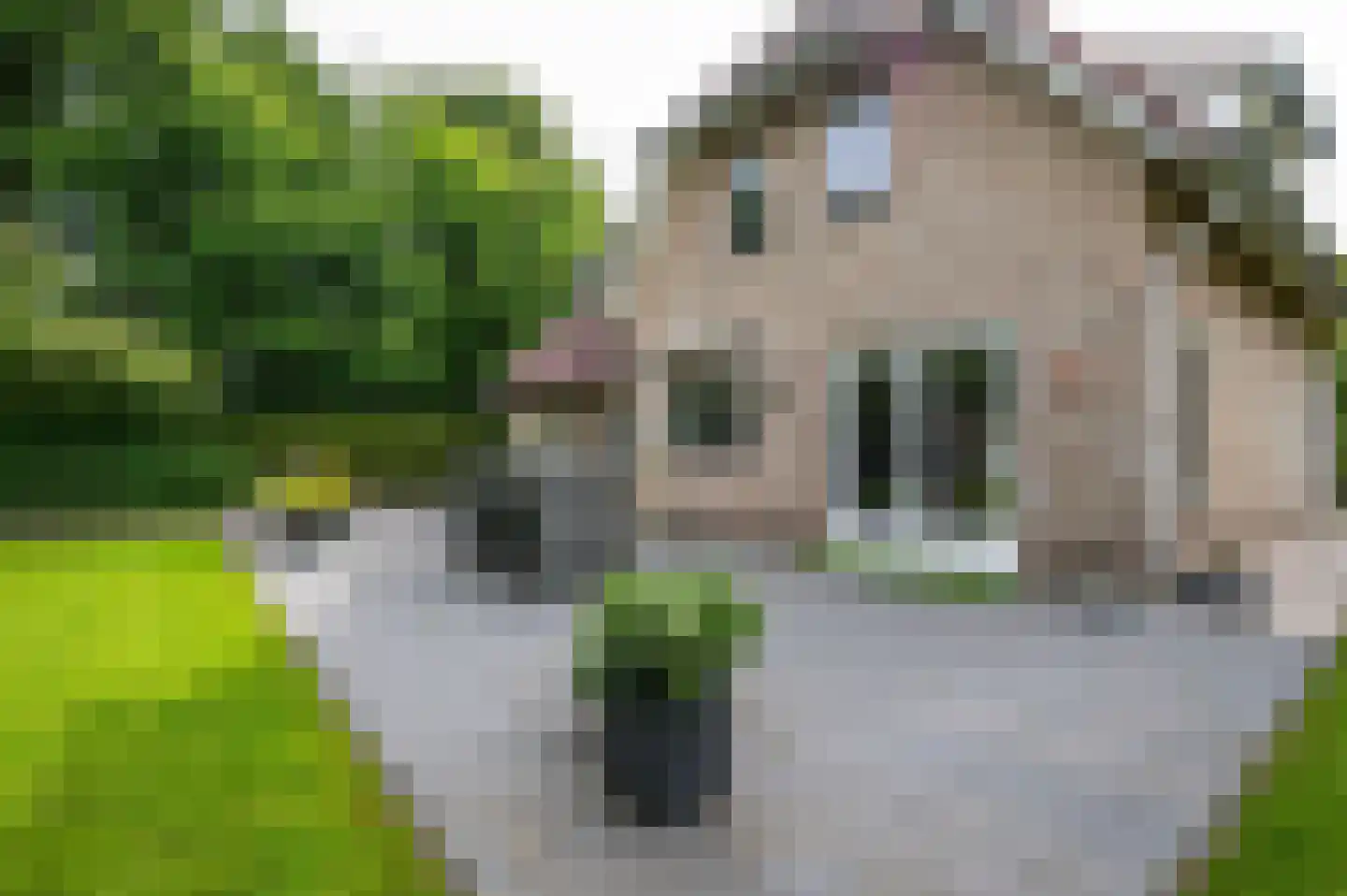 Visarend 4 Tollebeek thumbnail 36