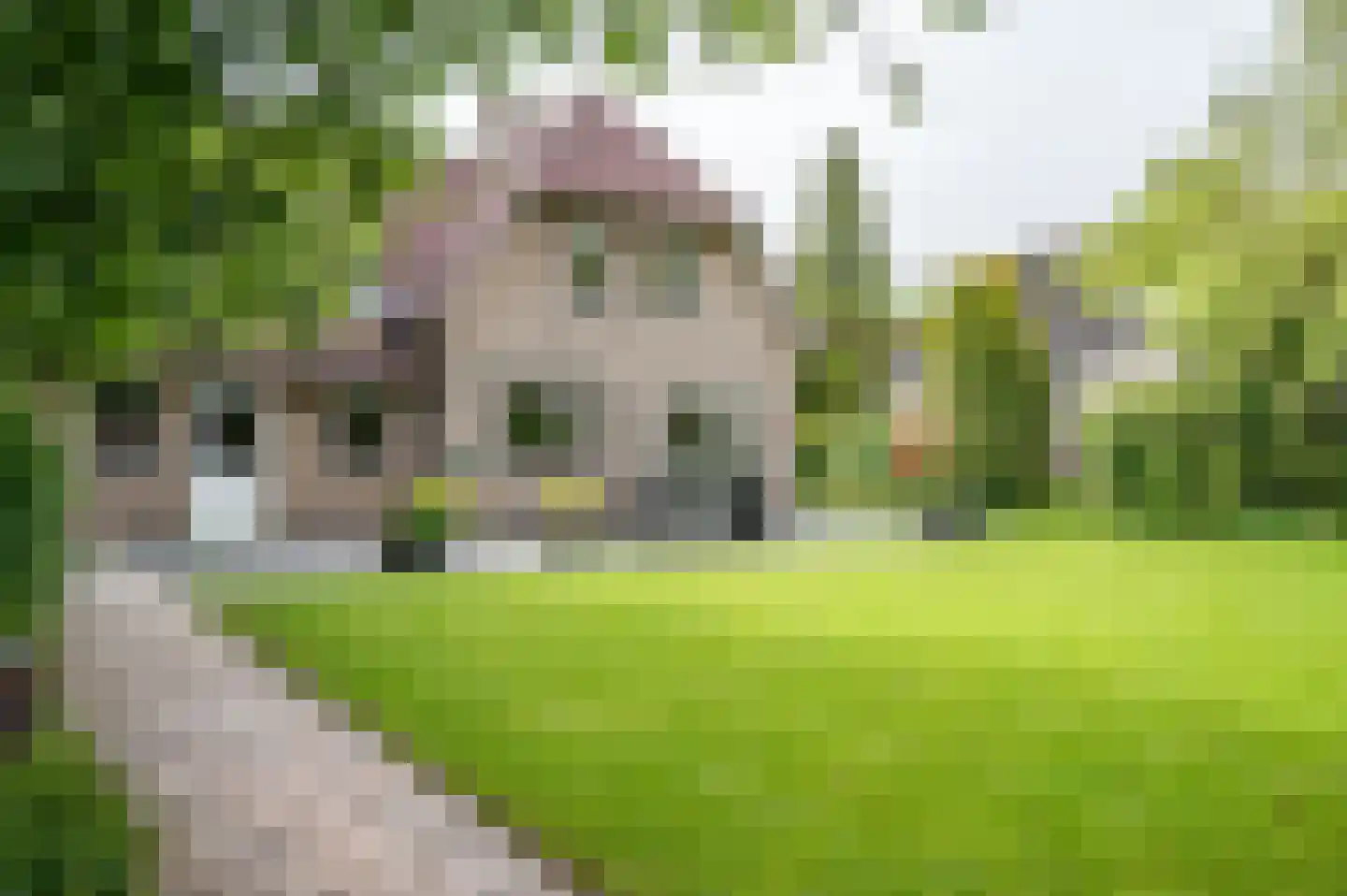 Visarend 4 Tollebeek thumbnail 38