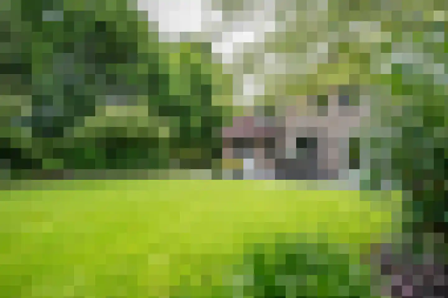 Visarend 4 Tollebeek thumbnail 46