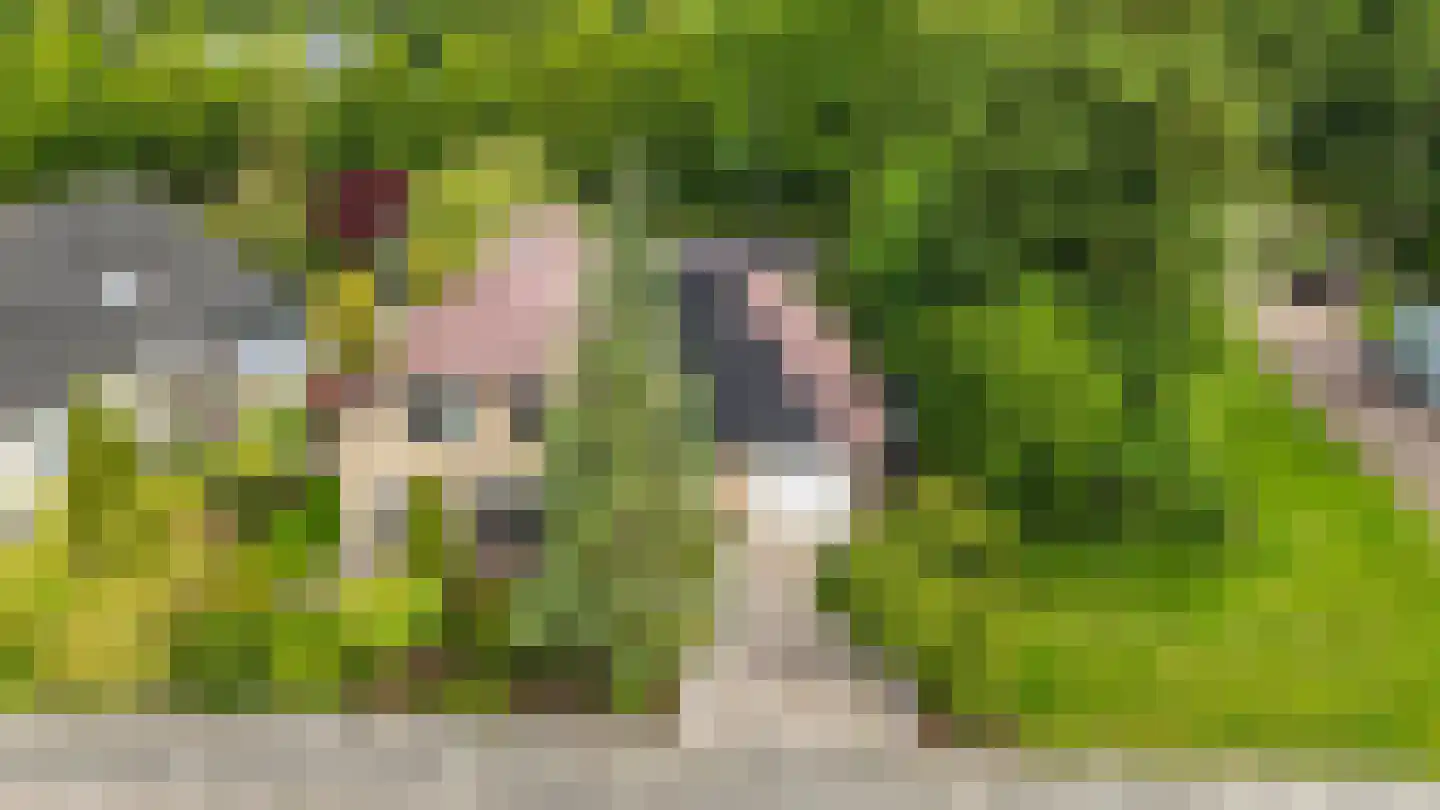 Visarend 4 Tollebeek thumbnail 49