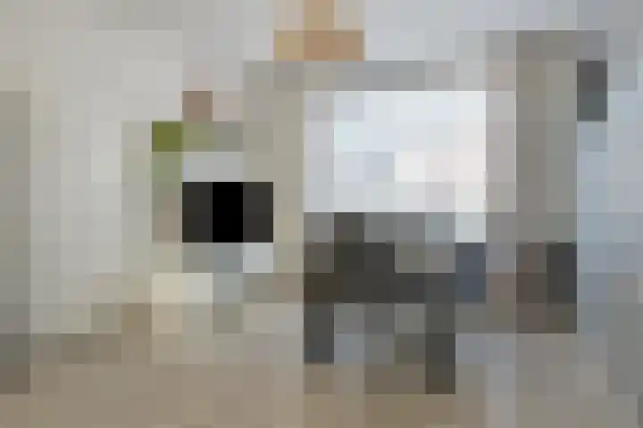 Visartstraat 40 Sluiskil thumbnail 5
