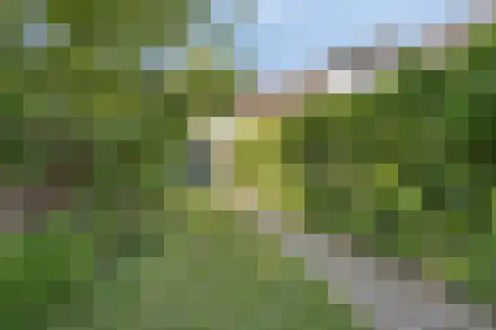 Visserweert 39 A Roosteren thumbnail 29