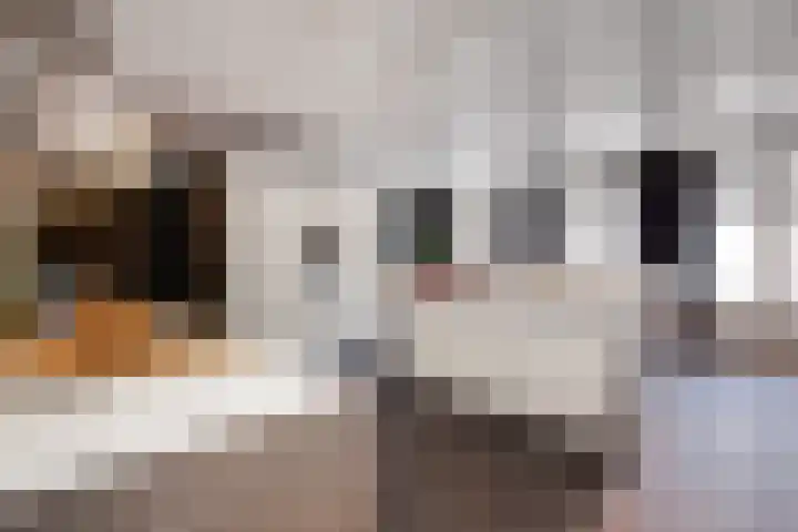 Visstraat 34 's-Hertogenbosch thumbnail 16