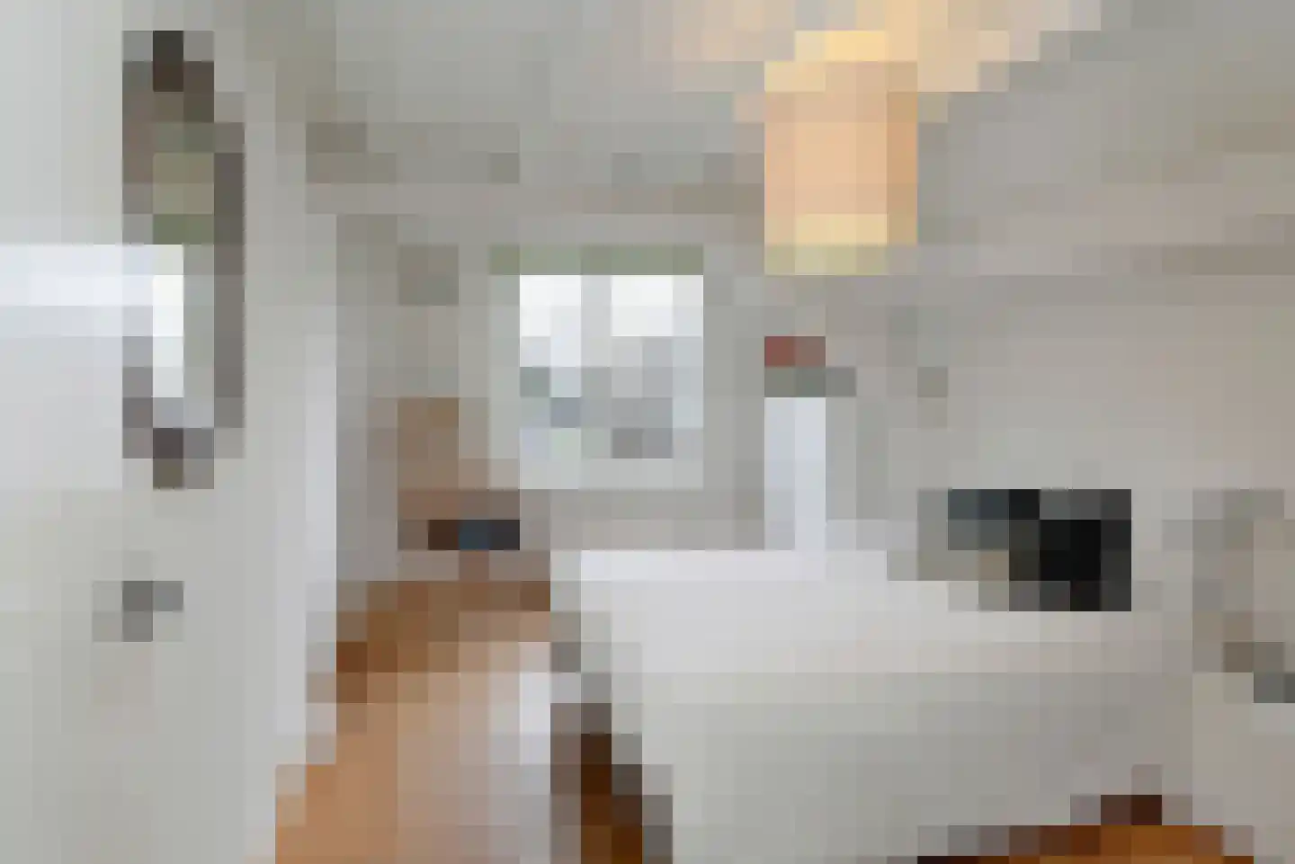 Visstraat 48 's-Hertogenbosch thumbnail 35