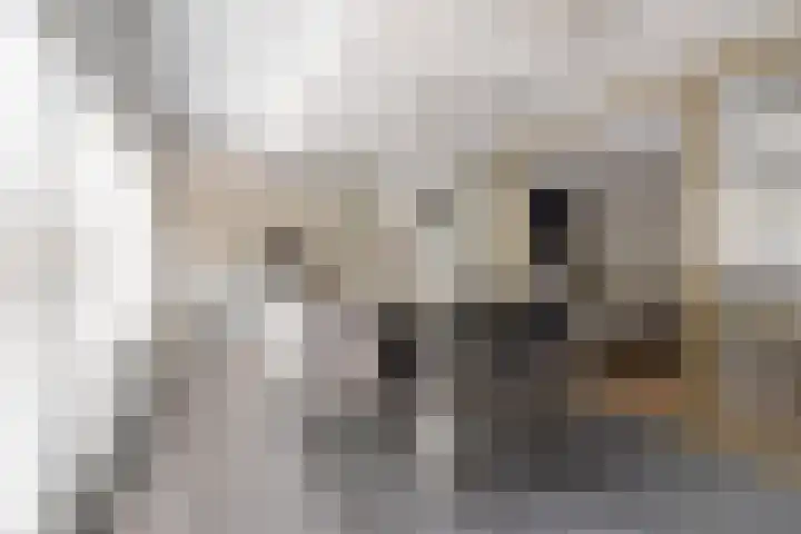 Visven 423 Veghel thumbnail 16