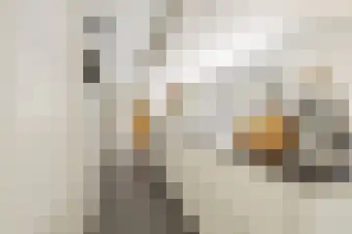 Visven 423 Veghel thumbnail 18