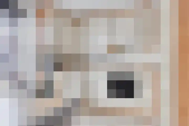 Visven 506 Veghel thumbnail 12