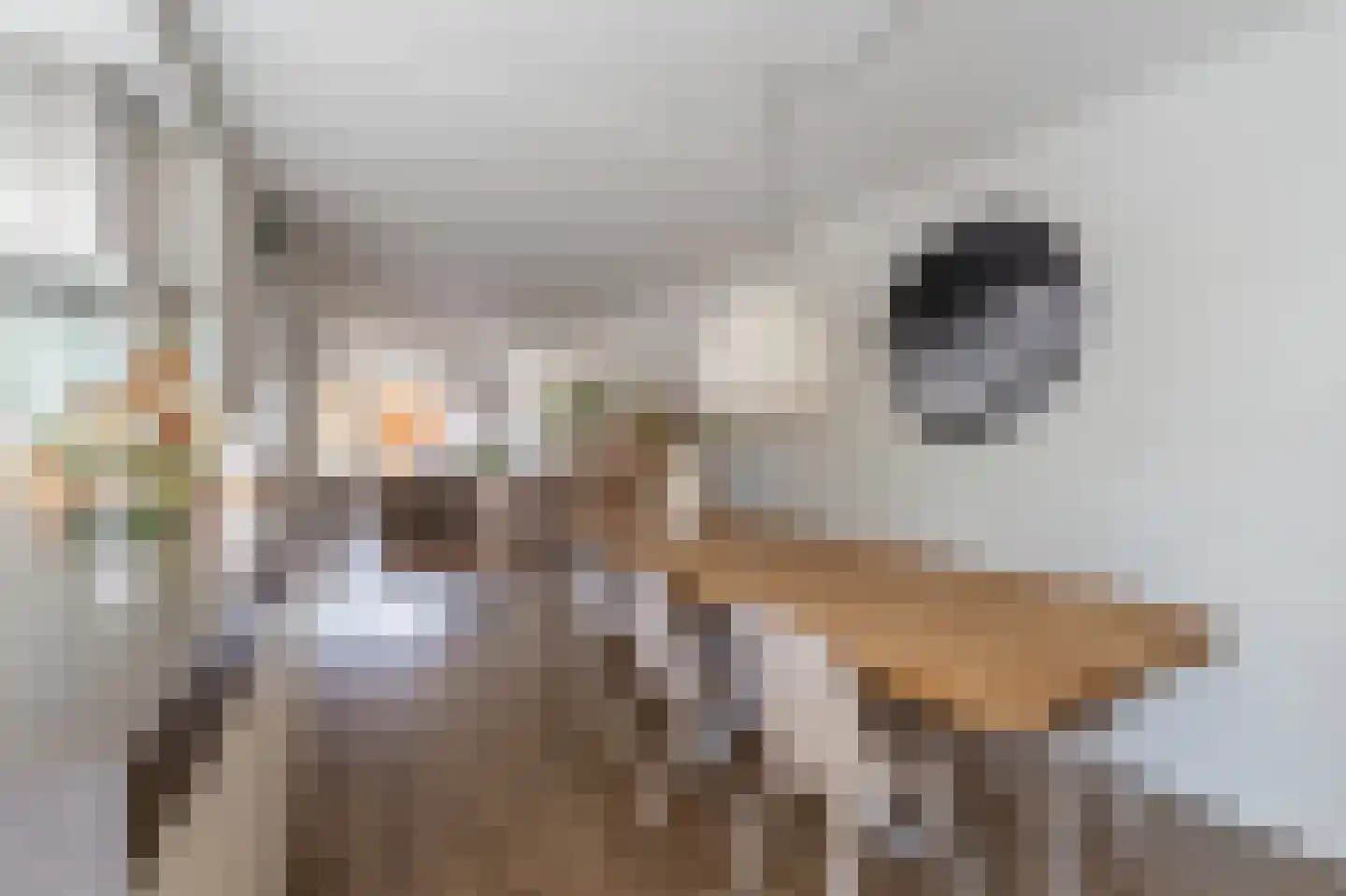 Viswei 63 Angeren thumbnail 15
