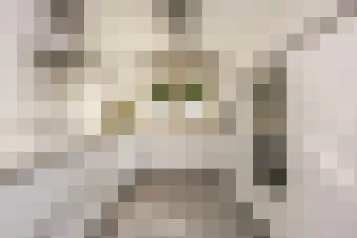 Vitruvius 6 Wijk bij Duurstede thumbnail 8