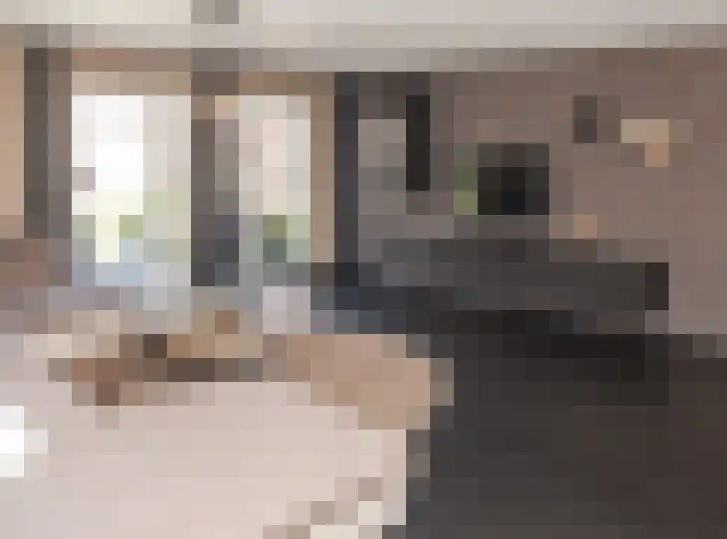 Vlaamse Gaai 1 Etten-Leur thumbnail 10